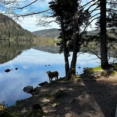 Scandinave